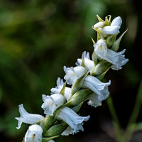 Yellow Lady's Tresses Orchid