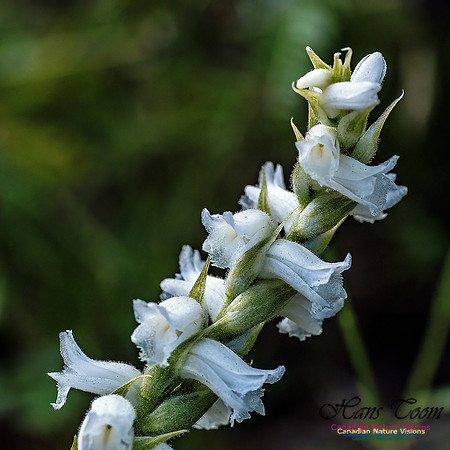 Yellow Lady's Tresses Orchid 300