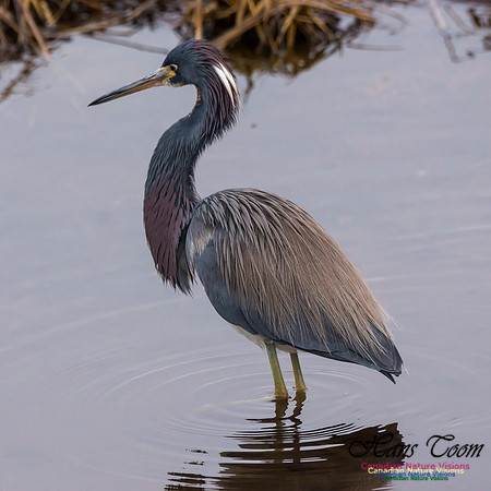 Tricoloured Heron 36