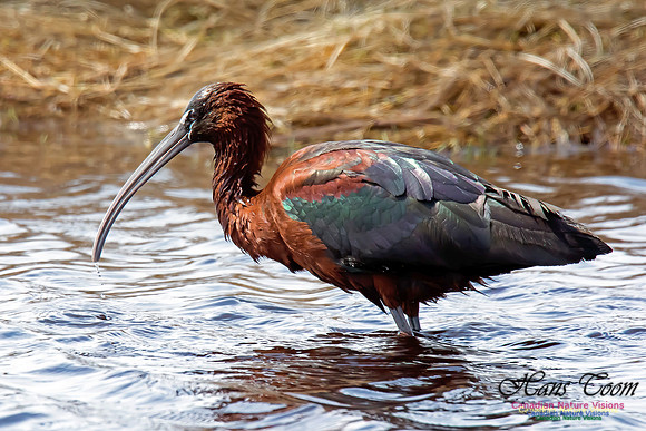 Glossy Ibis