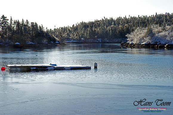 Common Loon in Sambro Harbour