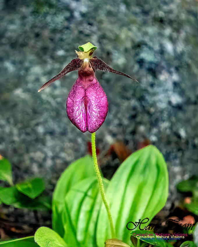 Pink Orchid Walk 111