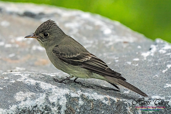 Eastern Wood-pewee 107