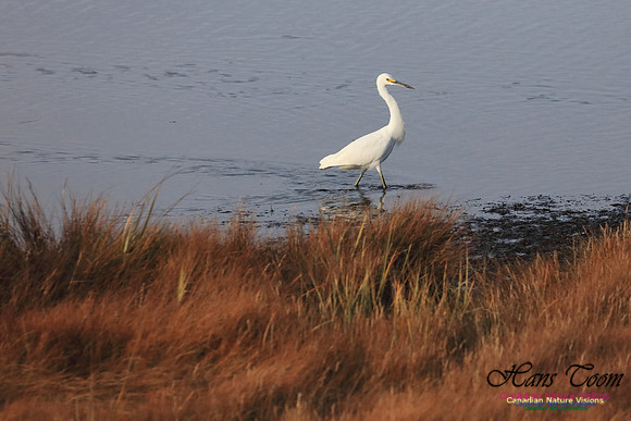 Snowy Egret 1005