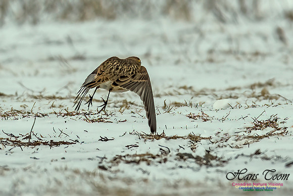 Lapland Longspur 105