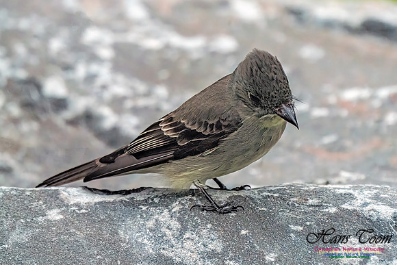 Eastern Wood-pewee 105
