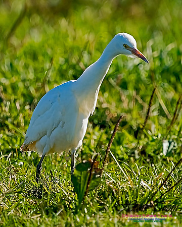 Cattle Egret 106