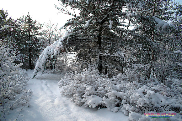 Bell Park in Winter