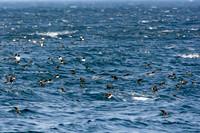 Witless Bay Bird Flotillas, Newfoundland and Labrador