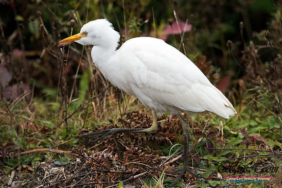 Cattle Egret