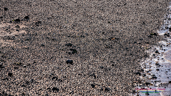 Peeps Evangeline Beach 2024 936