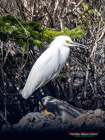 Snowy Egret 106