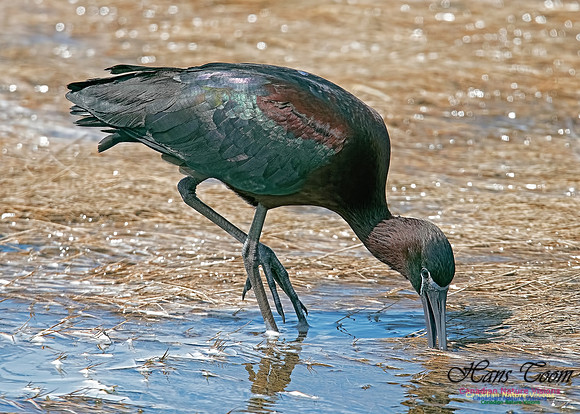 Glossy Ibis 2
