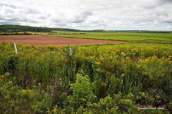 Pastoral
