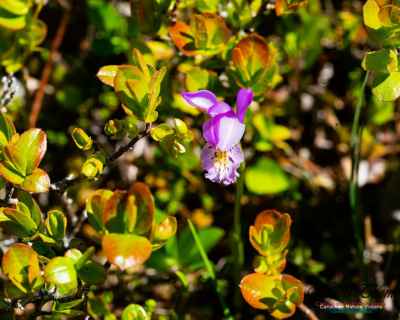 Dragon's Mouth Orchid 102