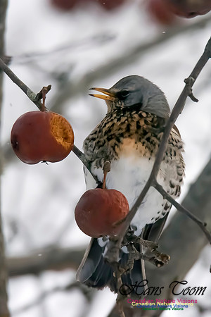 Fieldfare
