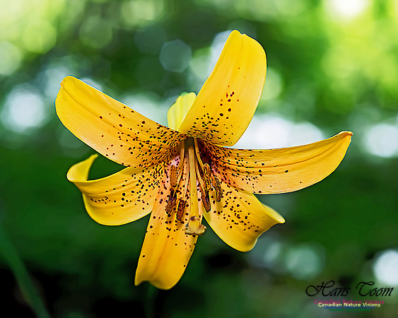 Canada Lily 209