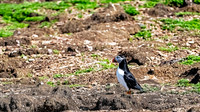 Elliston and Atlantic Puffins