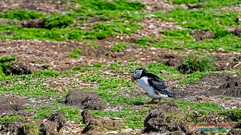 Elliston and Atlantic Puffins 133
