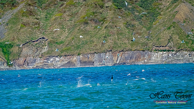 St. Vincent Whales and Gannets 101