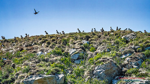 Great Island Puffins 111
