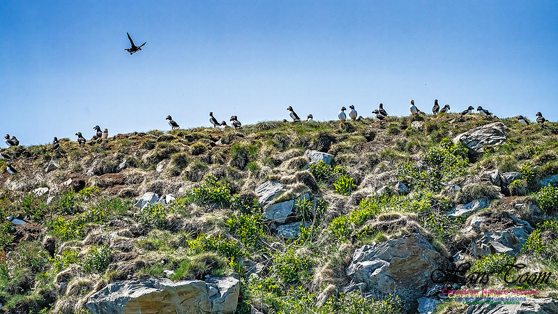 Great Island Puffins 111