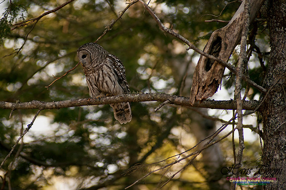 Barred Owl