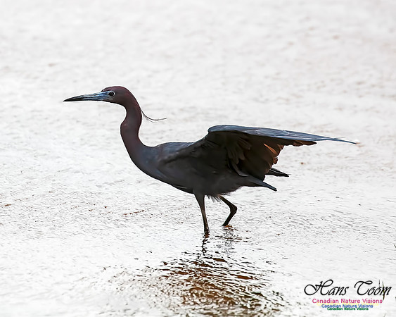 Little Blue Heron 110