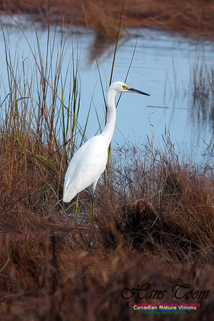 Snowy Egret 504