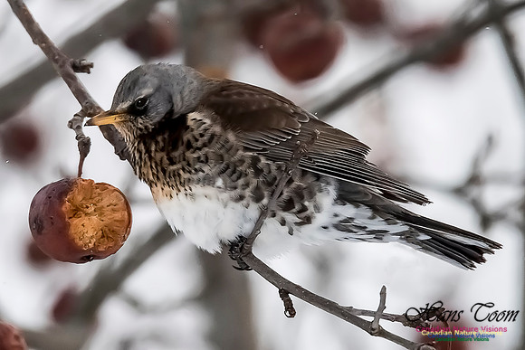 Fieldfare