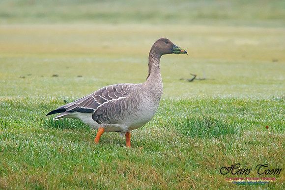 Bean Goose
