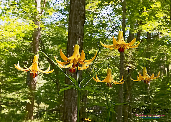 Canada Lily 202