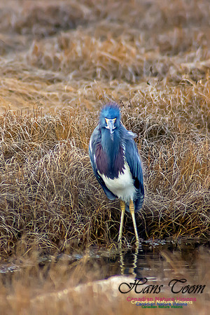 Tricoloured Heron 7