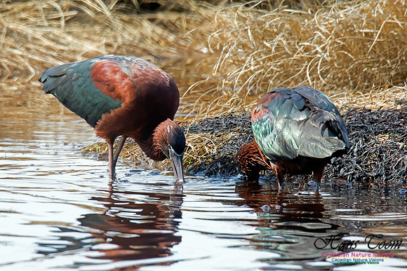 Glossy Ibis