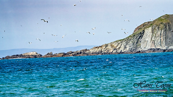 St. Vincent Whales and Gannets 111