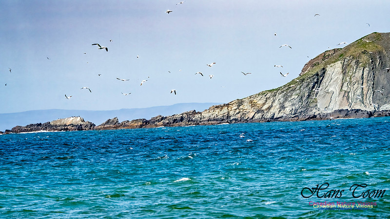 St. Vincent Whales and Gannets 111