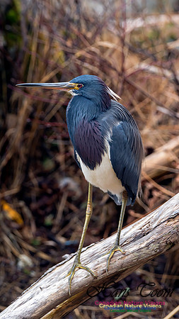 Tricoloured Heron 16-1