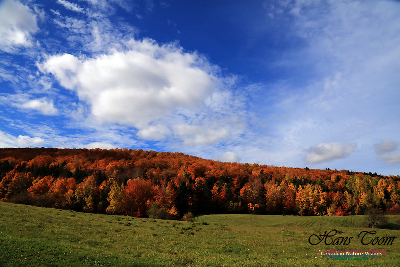 Maple Forest Fall Colours 2016