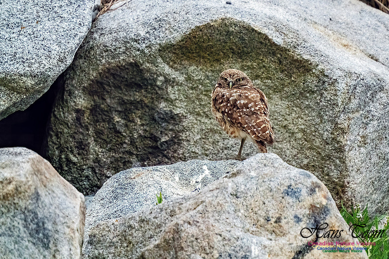 Burrowing Owl 114
