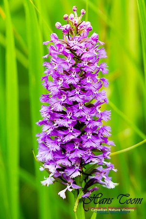 Large Purple Fringed Orchid