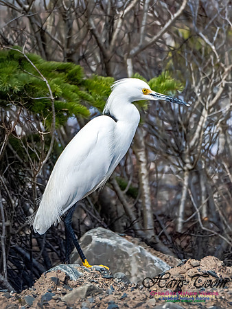 Snowy Egret 108