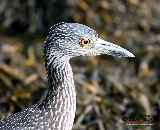 Yellow-crowned Night Heron 5