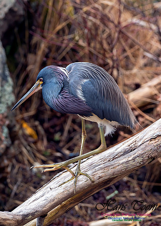 Tricoloured Heron 14