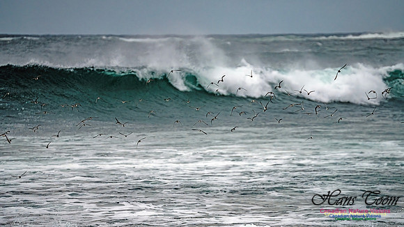 Shorebirds of Hurricane Erin 125