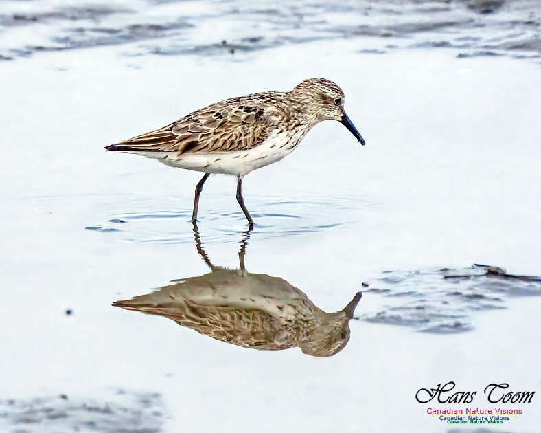 Semipalmated Sandpiper 350