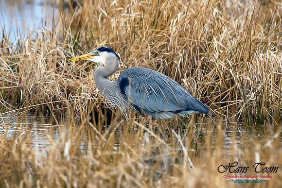 Great Blue Heron 9