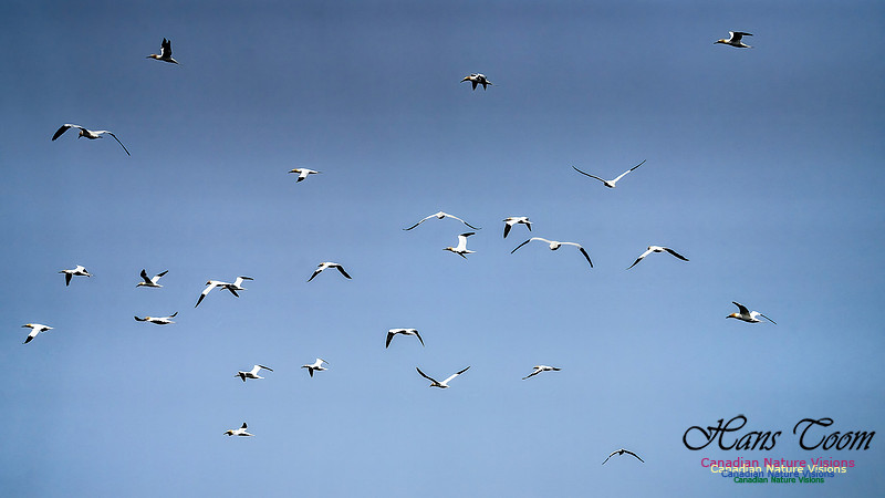 St. Vincent Whales and Gannets 122