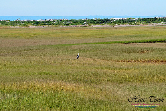 Great Blue heron 2801