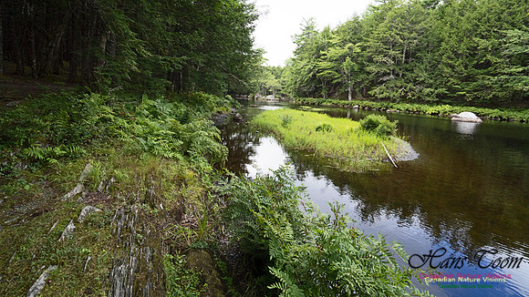 Woodland Walk Along Mersey River 112