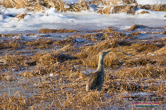 American Bittern 2